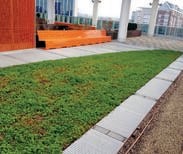 rooftop garden