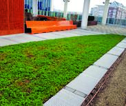 rooftop garden