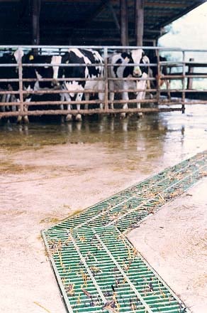 Green molded grating in a food processing facility